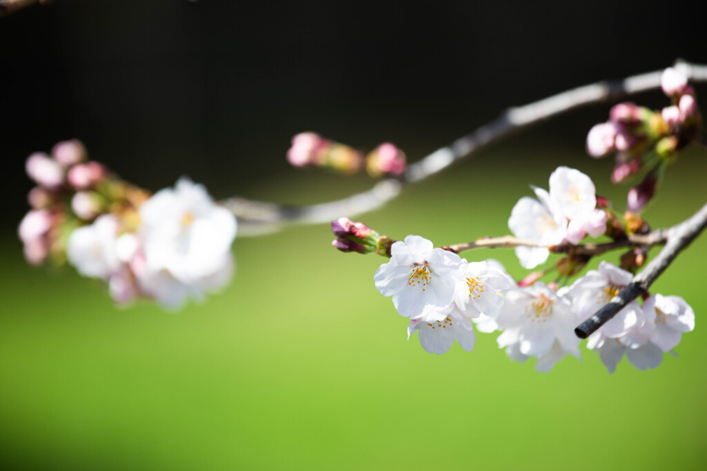 桜咲く
