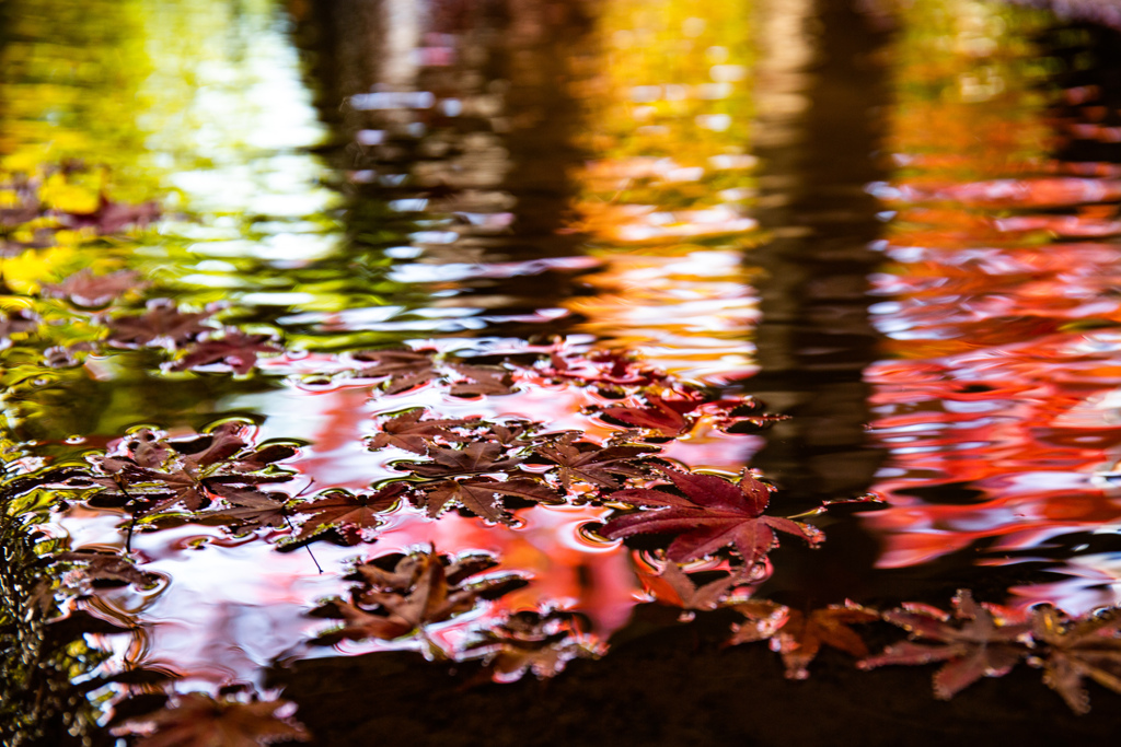 Colors Dance.