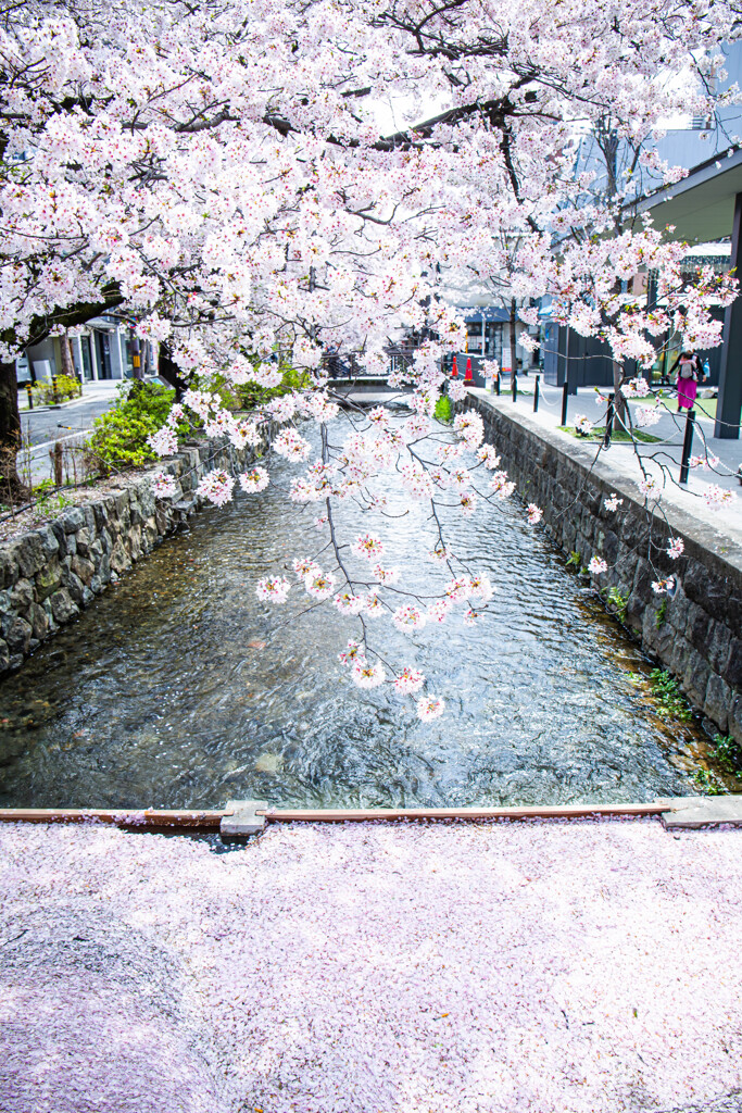 高瀬川の春