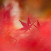 紅の風
