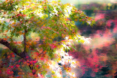 Colors ー永観堂の秋