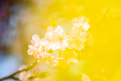 Yellow × Pink