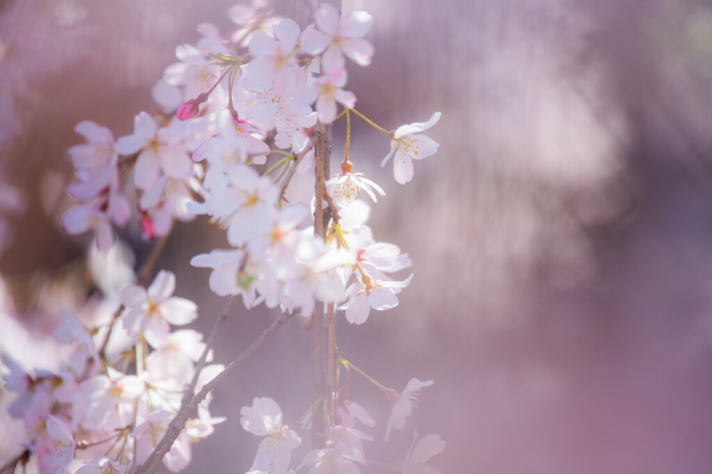 しだれ桜　Ⅲ