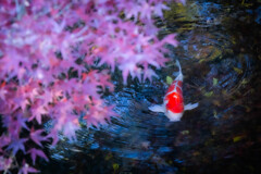 栗林公園の鯉　Ⅰ