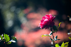 赤い薔薇は情熱。