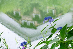 川岸の紫陽花
