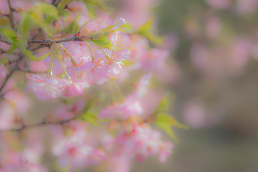 薄紅の花