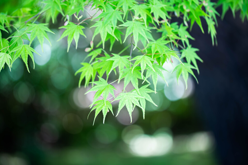 新緑の魅力　Ⅳ