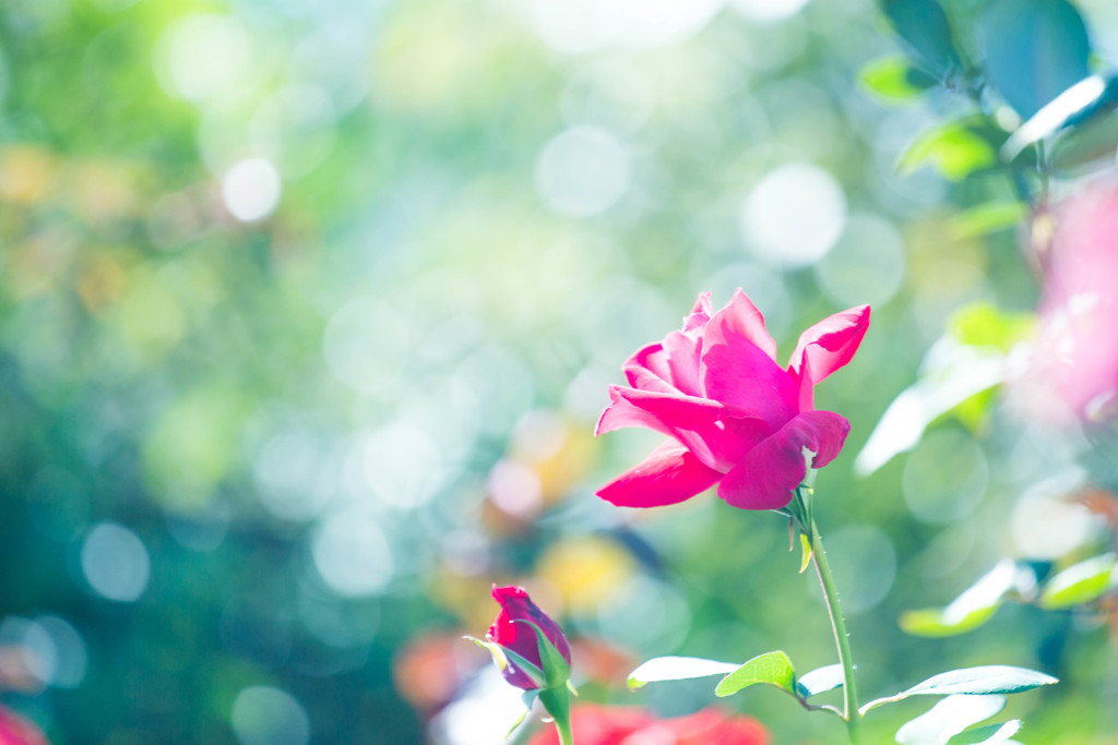 La Vie en Rose
