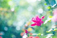 La Vie en Rose