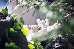 手水舎の白蛇　②