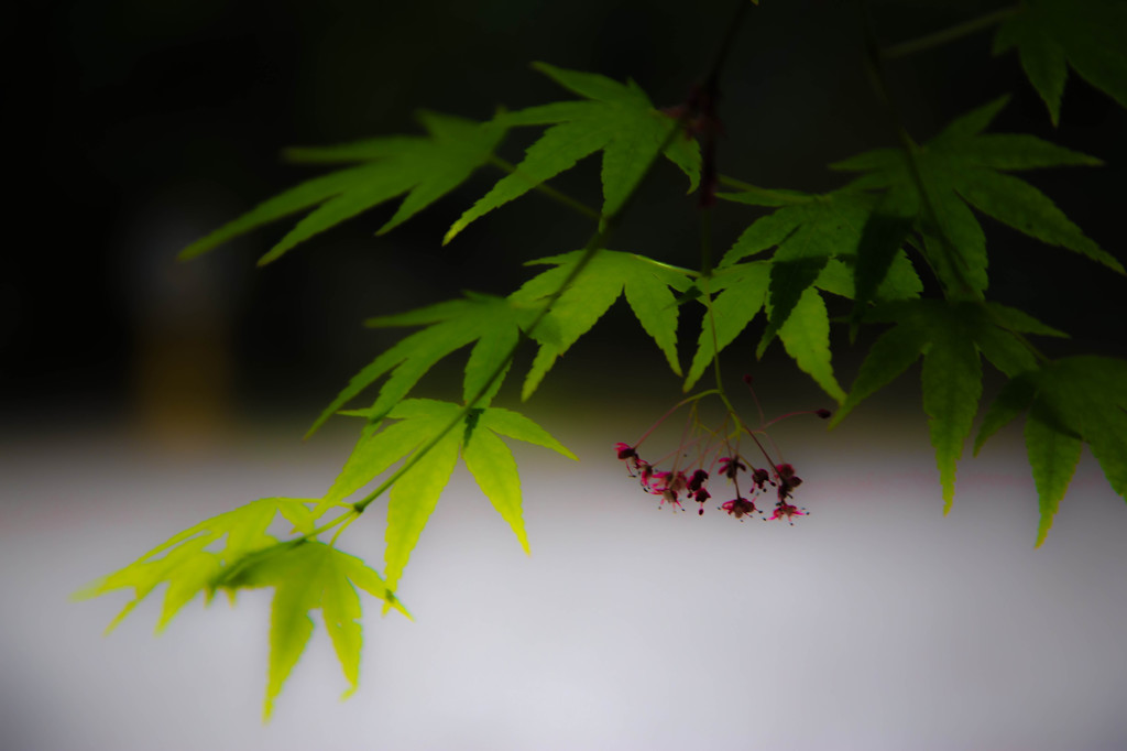 春のもみじⅣ　－下鴨神社にて