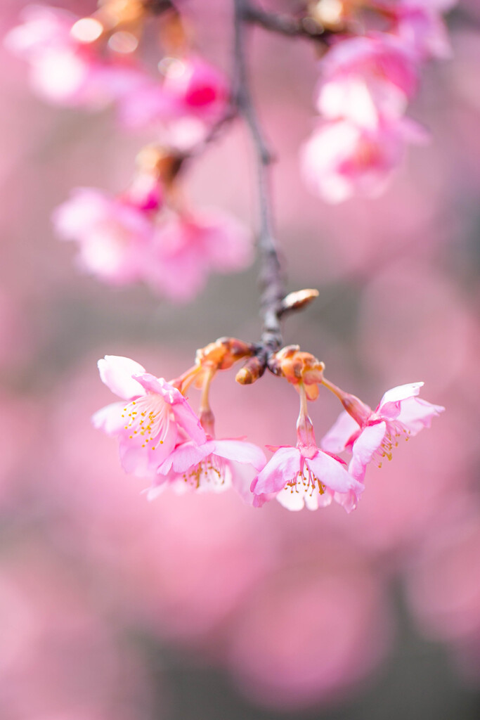 河津桜の色