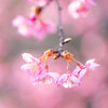 河津桜の色