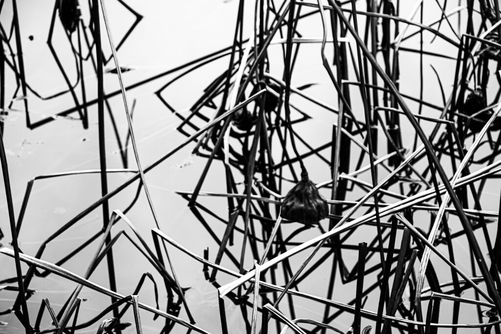 池が作るアート