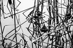 池が作るアート 池が作るアート