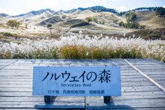 『ノルウェイの森』