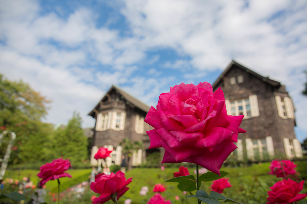 秋の空と赤い薔薇