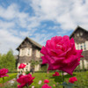 秋の空と赤い薔薇