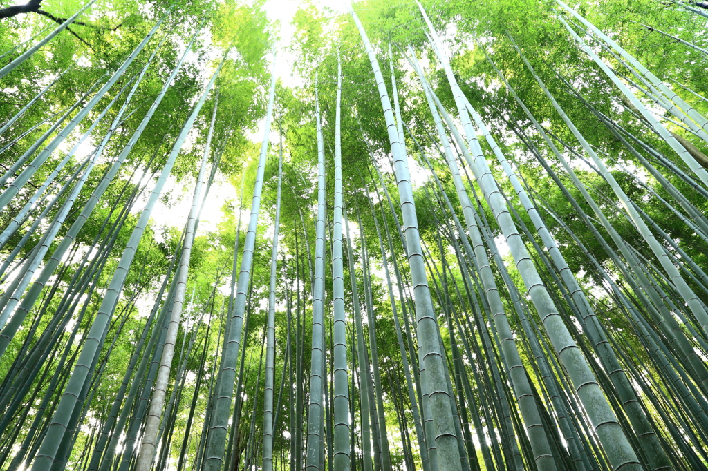 見上げて～。