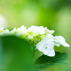 紫陽花、咲き始めました。