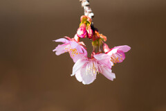 河津桜が咲き始めました。 ①