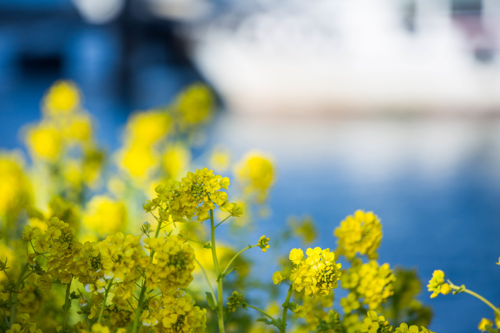 『運河沿いの菜の花』