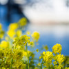 『運河沿いの菜の花』