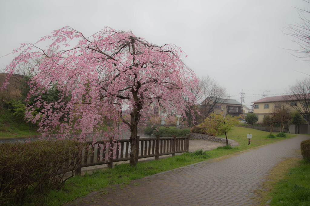 枝垂桜のある散歩道