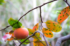 秋景　－柿