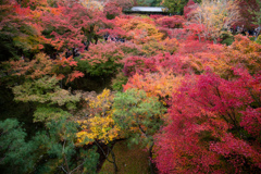 東福寺の紅葉　Ⅰ
