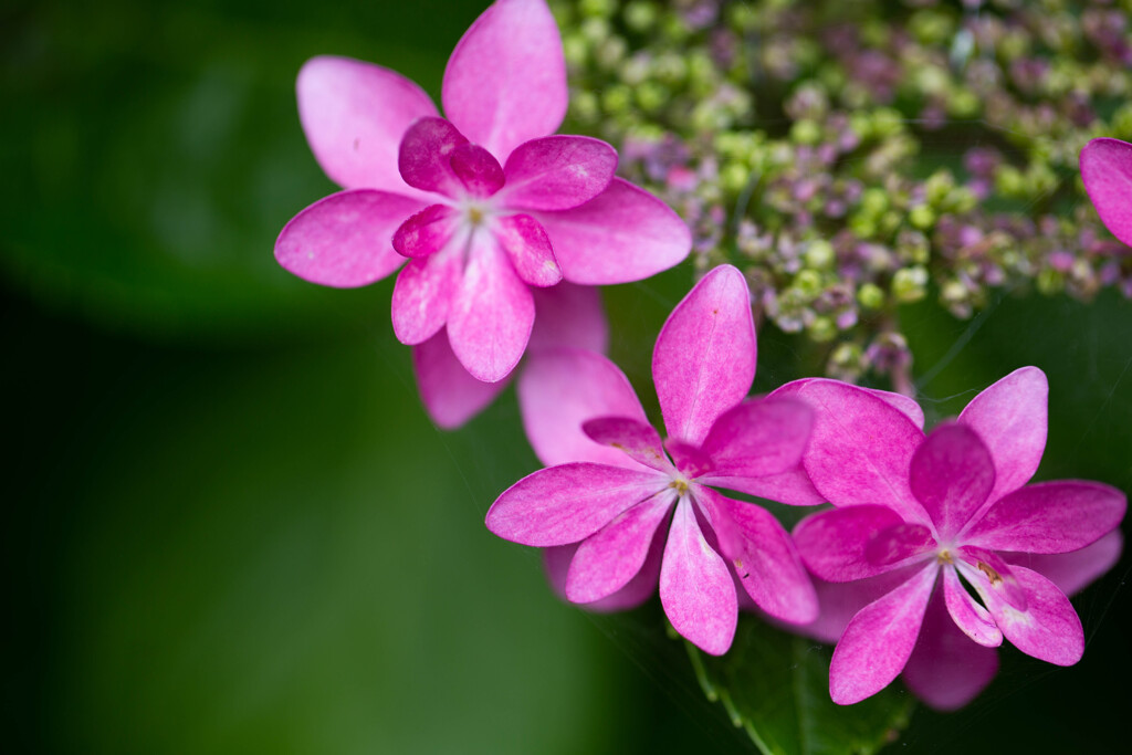 紫陽花に魅せられて　Ⅶ