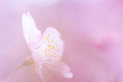 桜色の微笑　Ⅱ