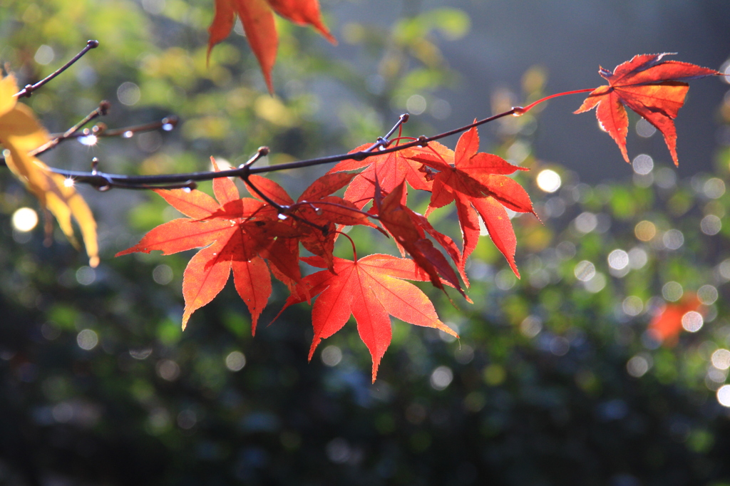 雨上がりの紅葉