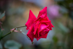 深紅の薔薇