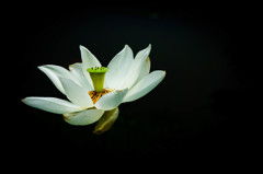 極楽浄土の花（白）②