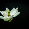 極楽浄土の花（白）②