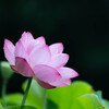 雨上がりの蓮　Ⅰ