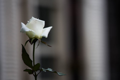 白い薔薇は・・・。