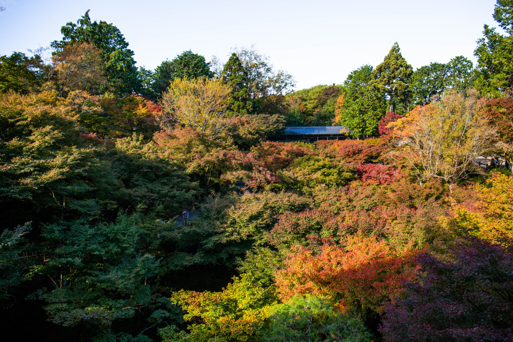 通天橋から眺める紅葉の海
