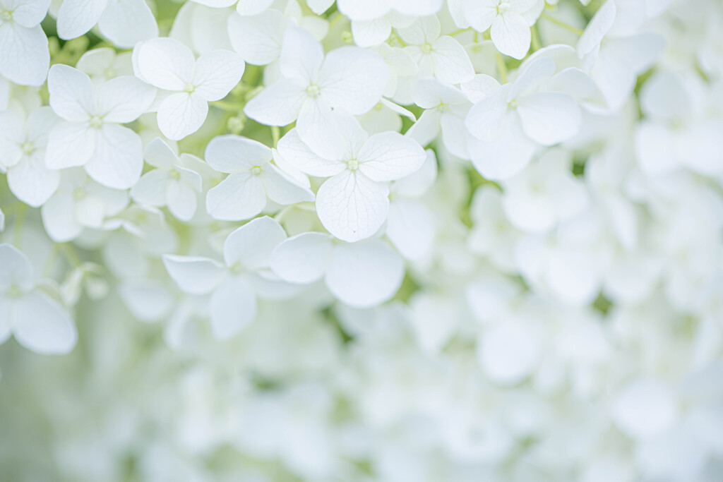 紫陽花に魅せられて　Ⅹ