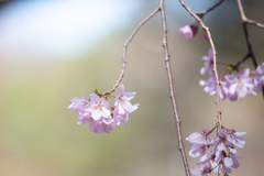 六義園のしだれ桜　Ⅴ