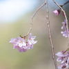 六義園のしだれ桜　Ⅴ