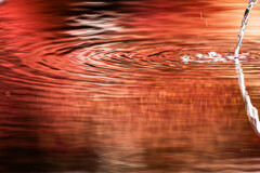 2025年11月 一休寺の手水鉢