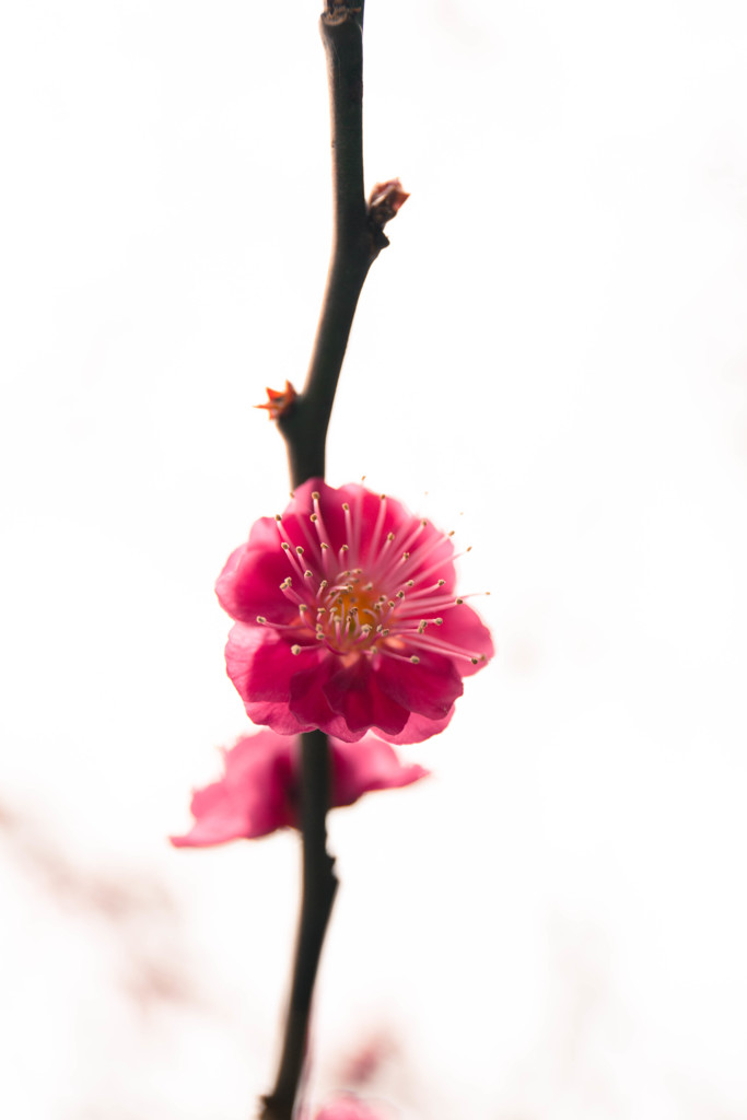 紅梅　Ⅱ