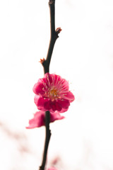 紅梅　Ⅱ