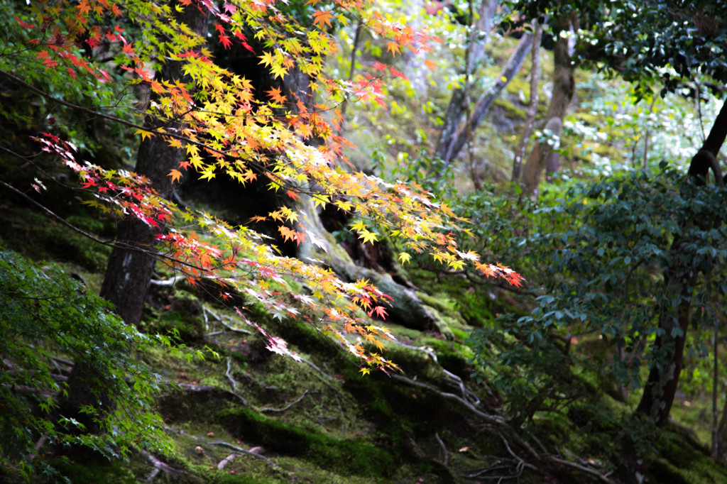 銀閣寺・2014秋　Ⅷ