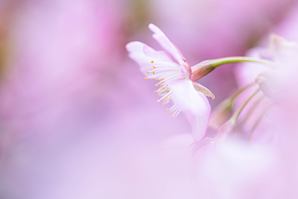 桜色の微笑　Ⅰ