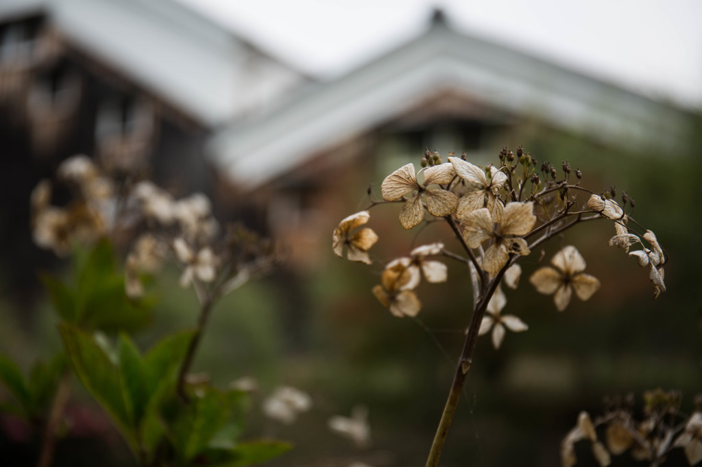 晩秋の伏見景　Ⅱ