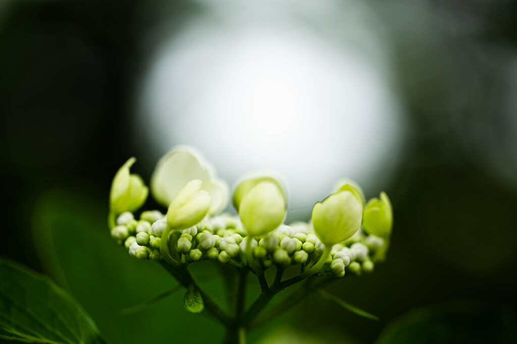 紫陽花に魅せられて　Ⅵ